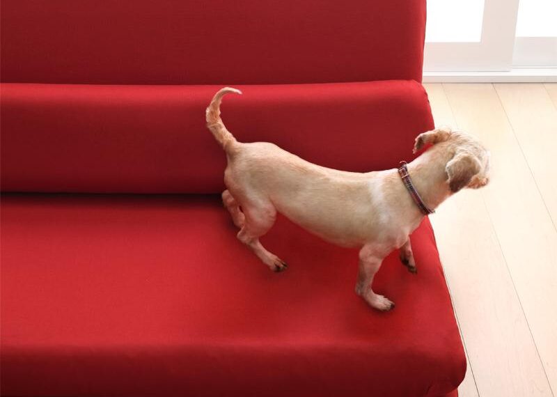 長く使えて快適 ペットとソファのある素敵な暮らし おすすめ5選