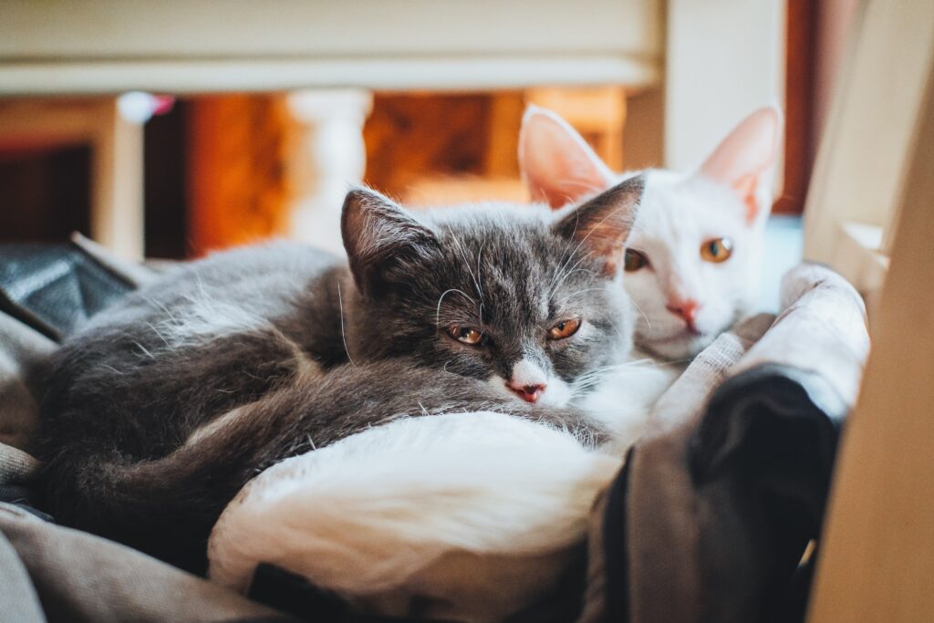 一人暮らしでも猫は飼える 飼い方のポイントと注意点を徹底解説