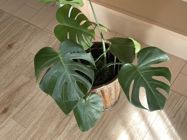 緑溢れる癒やしの空間作り 室内で観葉植物を上手に育てる方法